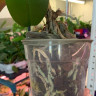 Орхидея Phalaenopsis Milan (отцвел, РЕАНИМАШКА*) 