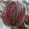 Anthurium Chelsey Chocolate 