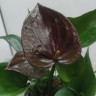 Anthurium Chelsey Chocolate 