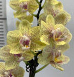 Орхидея  Phalaenopsis, multiflora (отцвел)