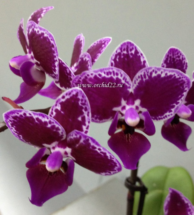 Орхидея Phalaenopsis Chia E Yenlin, multiflora (отцвел, РЕАНИМАШКА) 