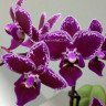 Орхидея Phalaenopsis Chia E Yenlin, multiflora (отцвел, РЕАНИМАШКА) 