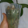 Орхидея Phalaenopsis Chia E Yenlin, multiflora (отцвел, РЕАНИМАШКА) 