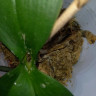 Орхидея Phalaenopsis Chia E Yenlin, multiflora (отцвел, РЕАНИМАШКА) 