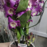 Орхидея Dendrobium nobile 