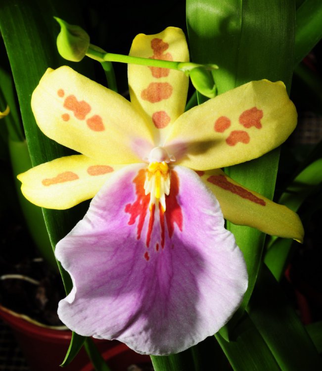 Орхидея Milmiltonia Sunset (отцвела)