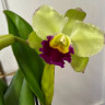 Орхидея Cattleya Greenwich   