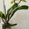 Орхидея Cattleya Greenwich   
