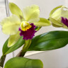 Орхидея Cattleya Greenwich   