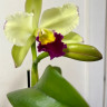 Орхидея Cattleya Greenwich   