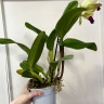 Орхидея Cattleya Greenwich   