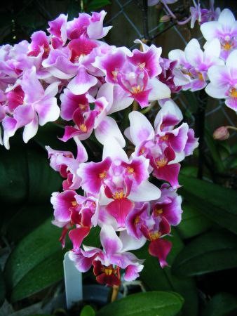 Орхидея Phalaenopsis Be Tris peloric (еще не цвел) 
