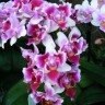 Орхидея Phalaenopsis Be Tris peloric (еще не цвел) 