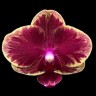 Орхидея Phalaenopsis Fangmei Sweet '1456' (еще не цвел)   