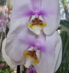 Орхидея Phalaenopsis 