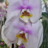 Орхидея Phalaenopsis 