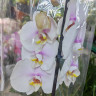 Орхидея Phalaenopsis 