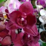 Орхидея Phalaenopsis Pavarotti, peloric