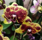 Орхидея Phalaenopsis Flaming Jazz, midi 