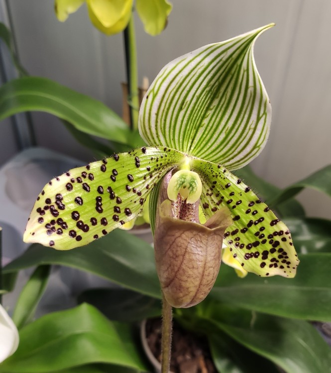 Орхидея Paphiopedilum sukhakulii (отцвел)