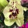 Орхидея Phalaenopsis Albufeira, peloric