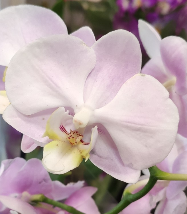 Орхидея Phalaenopsis multiflora (отцвел)   