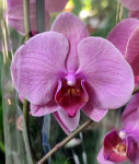Орхидея Phalaenopsis Coral Dream