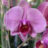 Орхидея Phalaenopsis Coral Dream