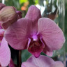 Орхидея Phalaenopsis Coral Dream