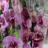 Орхидея Phalaenopsis Coral Dream