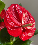 Anthurium Minnesota