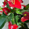 Anthurium Minnesota