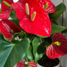 Anthurium Minnesota
