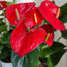 Anthurium Minnesota