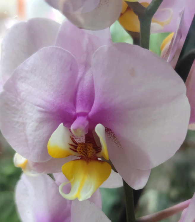 Орхидея Phalaenopsis (отцвёл)