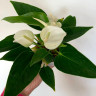 Anthurium Baby White 