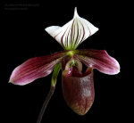 Орхидея Paphiopedilum Purpuratum (еще не цвёл)