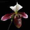 Орхидея Paphiopedilum Purpuratum (еще не цвёл)