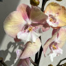 Орхидея Phalaenopsis Rainbow Unicorn, Big Lip  