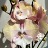 Орхидея Phalaenopsis Rainbow Unicorn, Big Lip  