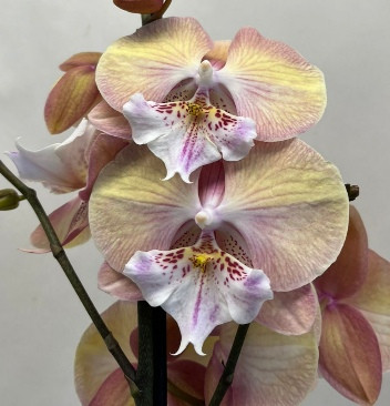 Орхидея Phalaenopsis Rainbow Unicorn, Big Lip  