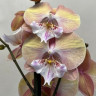 Орхидея Phalaenopsis Rainbow Unicorn, Big Lip  
