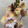Орхидея Phalaenopsis Rainbow Unicorn, Big Lip  