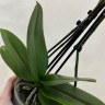 Орхидея Phalaenopsis Rainbow Unicorn, Big Lip  
