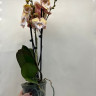 Орхидея Phalaenopsis Rainbow Unicorn, Big Lip  