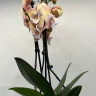 Орхидея Phalaenopsis Rainbow Unicorn, Big Lip  