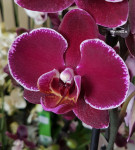 Орхидея Phalaenopsis Montpellier (отцвел)