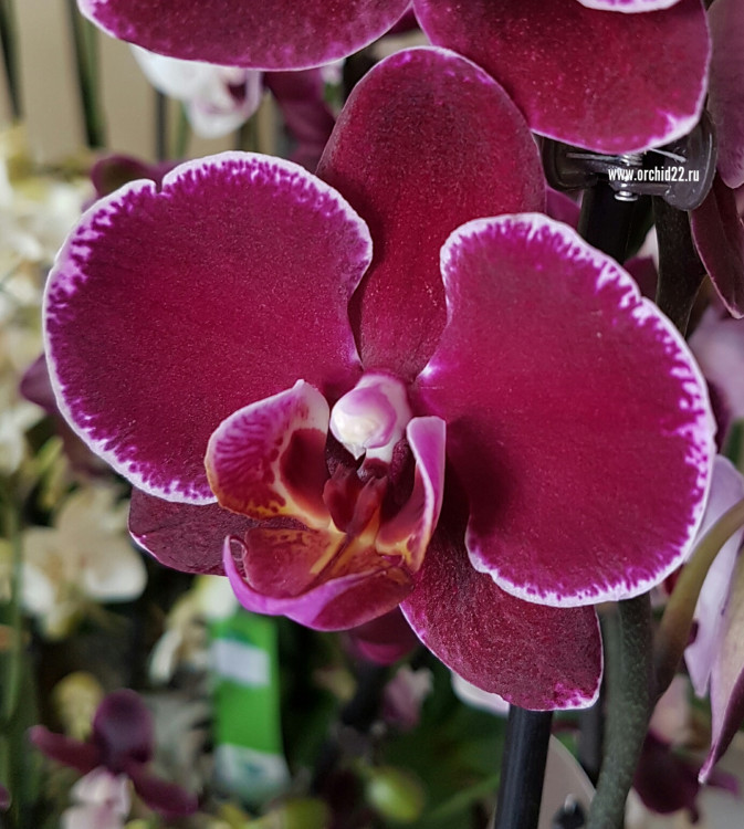 Орхидея Phalaenopsis Montpellier (отцвел)