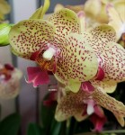 Орхидея Phalaenopsis Fancy Freckles 