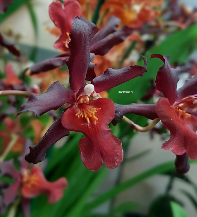 Орхидея Cambria (отцвела)